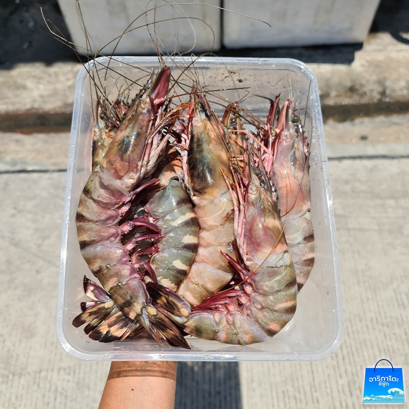 กุ้งลายเสือ-2-กิโล-เนื้อหวานแน่นสุด-ๆ-ไซส์-m