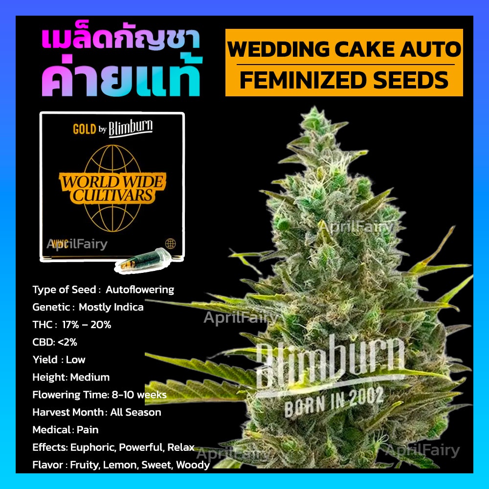 เมล็ดพันธุ์กัญชา-นอก-wedding-cake-auto-feminized-ออโต้-เพศเมีย-ค่าย-blimburnseeds-เมล็ดค่าย-แบ่งขาย-รับประกัน-ตรงปก