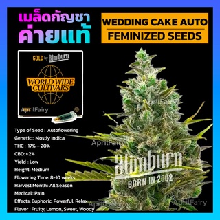 เมล็ดพันธุ์กัญชา นอก Wedding Cake AUTO FEMINIZED ออโต้ เพศเมีย ค่าย Blimburnseeds เมล็ดค่าย แบ่งขาย รับประกัน ตรงปก 💯%