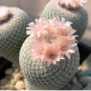 epithelantha micromeris แคคตัสหน่อดก cactus กระบองเพชร ดอกสีชมพูน่ารัก
