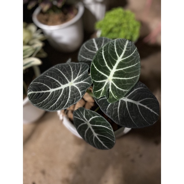 อโลคาเซีย-แบล็ค-เวลเวท-alocasia-black-velvet-กระถาง-7-นิ้ว