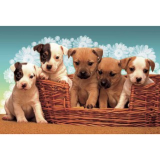 โปสเตอร์ สุนัข Dog หมา สัตว์เลี้ยง น่ารัก รูป ภาพ วิว ติดผนัง สวยๆ poster 34.5 x 23.5 นิ้ว (88 x 60 ซม.โดยประมาณ)