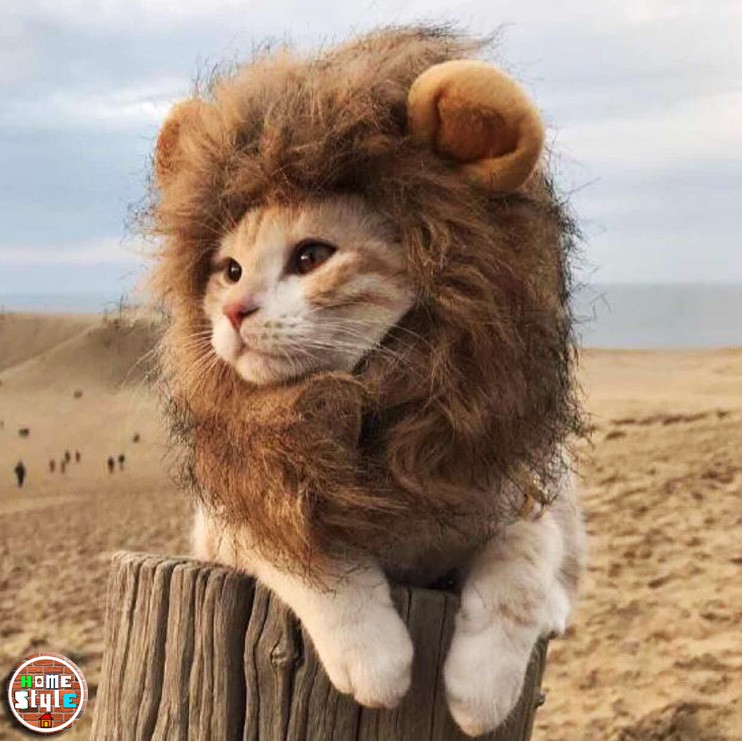 หมวกแมว-สิงโตน่ารักๆ