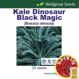ไดโนเสาร์สีดำ Magic Seeds (20 Sds) ไดโนเสาร์คะน้าed เมล็ด seeds 1FBU