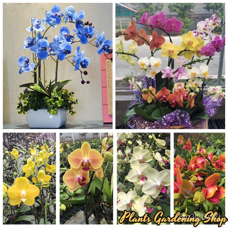 เมล็ดพันธุ์-ถูก-คละ-เมล็ดพันธุ์-ฟาแลนนอปซิส-phalaenopsis-seeds-orchid-mixed-flower-seeds-กล้วยไม้-เมล็ดพันธุ์คุณ-3mh6