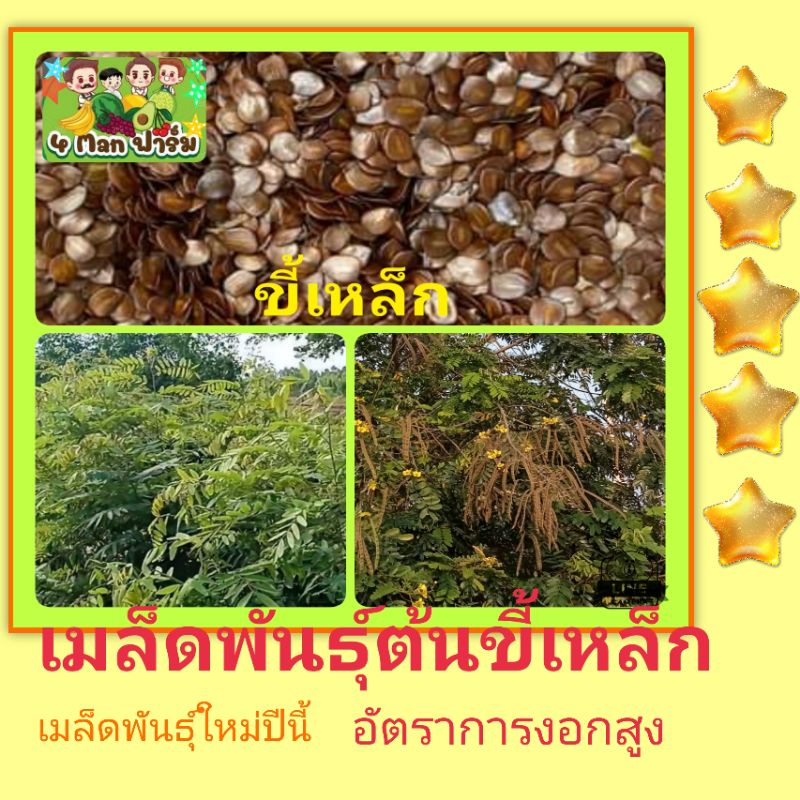 เมล็ดพันธุ์ต้นขี้เหล็ก-เมล็ดพันธุ์ต้นขี้เหล็กขาว-เม็ดพันธุ์ขี้เหล็ก-ถุงล่ะ500เมล็ด