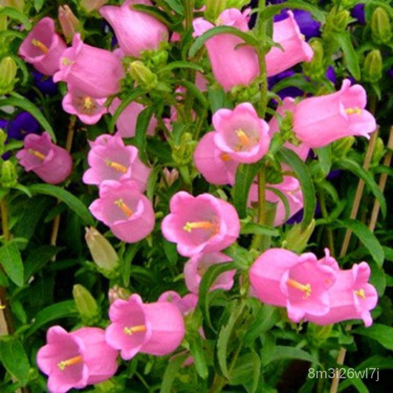 เมล็ดพันธุ์-ถูก-คละ-คุณภาพ-1000-morning-glory-flower-seed-garden-outdoor-perennial-campanula-seed-เมล็ดพันธุ์พืช-เมล็ดด