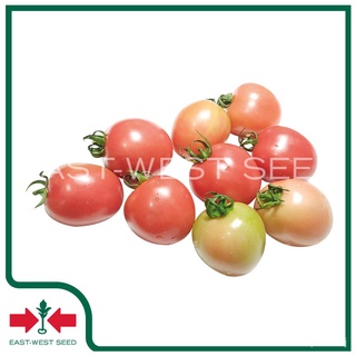 เมล็ดอวบอ้วน100%East-West Seed เมล็ดพันธุ์มะเขือเทศ (Tomato seeds) แพรวชมพู F1 เมล็ดพันธุ์ผัก เมล็ดพันธุ์ ผักสวนครัว เมล