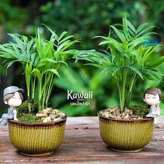 ปาล์มไผ่แคระ นำเข้า USA ไม้ฟอกอากาศ ต้นปาล์มไผ่  Bamboo Palm. ปาล์มไผ่ จัดส่งใน กระถางชำ สีดำ 3 นิ้ว ลำต้นสูง 20-25 ซม