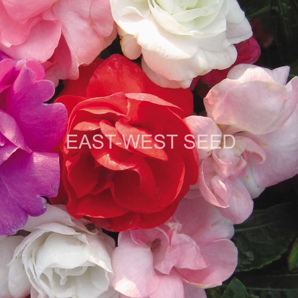ศรแดง-เมล็ดพันธุ์-เทียนไทย-ทอมทอม-มิกซ์-east-west-seed-เมล็ดพันธุ์-ผักสวนครัว-ตราศรแดง