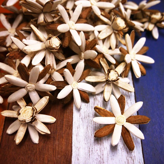 ดอกเล็บมือนาง-rangoon-creeper-sola-flower-ขนาด-4-ซม