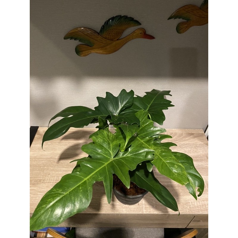 philodendron-golden-dragon