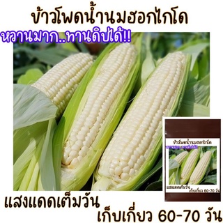 10 เมล็ด  ข้าวโพดฮอกไกโด (pure white sweet corn)