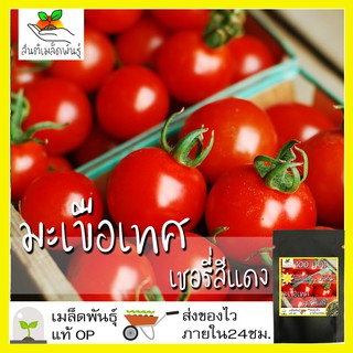 สินค้า เมล็ดพันธุ์ มะเขือเทศเชอรี่ 100 เมล็ด Lycopersicon esculentum  เมล็ดพันธุ์แท้ นำเข้าจากต่างประเทศ ปลูกผัก สวนครัว