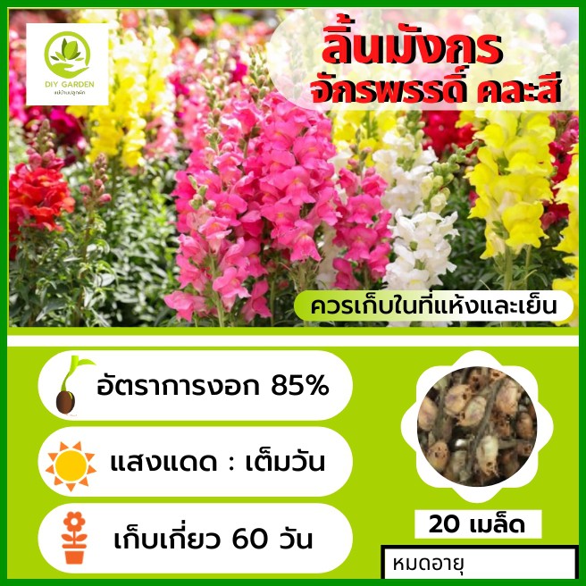 เมล็ดพันธุ์ดอกไม้-ลิ้นมังกร-จักรพรรดิ-เมล็ดพันธุ์ดอกไม้นำเข้า-ดอกไม้มงคล-จัดสวน-แต่งสวน-ปลูกดอกไม้-ปลูกผัก-ผักสวนครัว