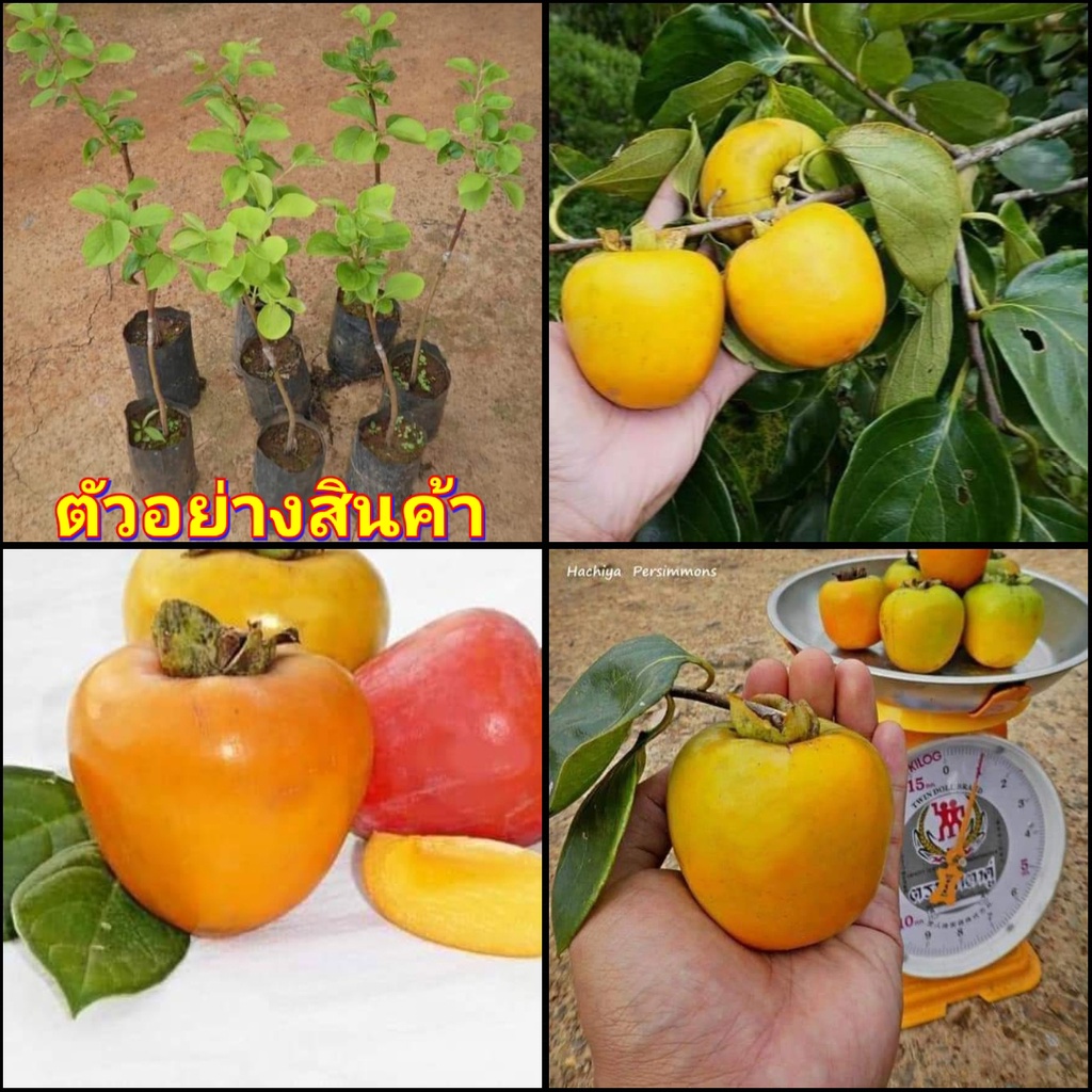 1ต้น-vาย-ต้นพันธุ์-ต้น-ลูกพลับ-พันธุ์-ฮาซิย่า-hachiya-persimmon-ต้นลูกพลับ-ต้นพลับ-พลับ-ไร่อิงดาว-ลูกพลับ-พันธุ์-ฮ