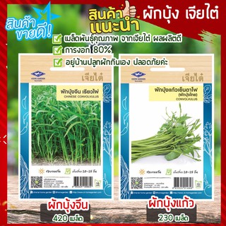 เจียไต๋ 🥦 เมล็ดผักบุ้ง 230-420 เมล็ด ผักบุ้งจีนเรียวไผ่  ผักบุ้งแก้วเย็นตาโฟ เมล็ดพันธ์ุ ผักสวนครัว เมล็ดพันธ์ุเจียไต๋