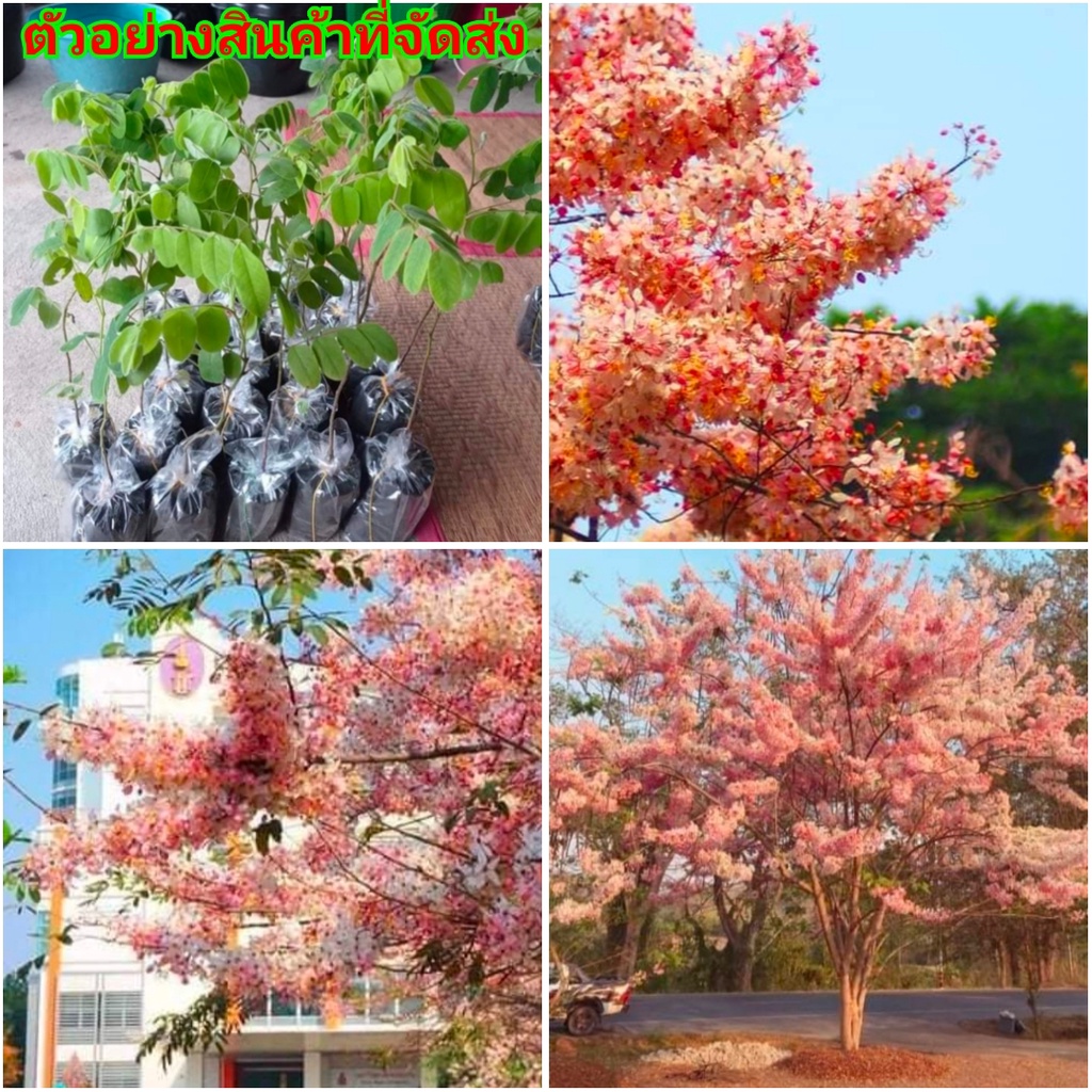 2ต้น-ขาย-ต้นพันธุ์-ดอก-ต้น-กัลปพฤกษ์-ซากุระเมืองไทย-ต้นกัลปพฤกษ์-ต้นซากุระเมืองไทย-สีชมพู-kanokwan