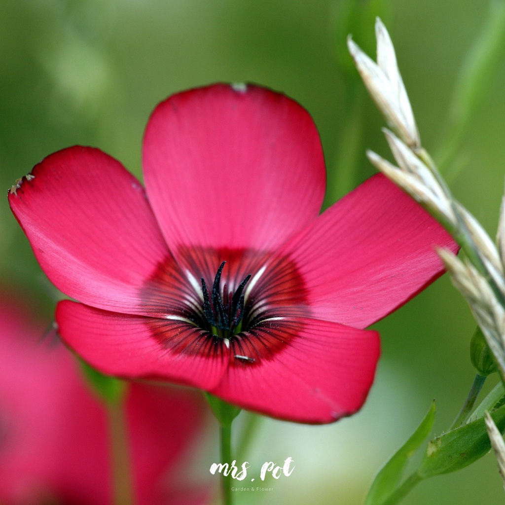 เมล็ดดอกไม้กินได้-scarlet-flax