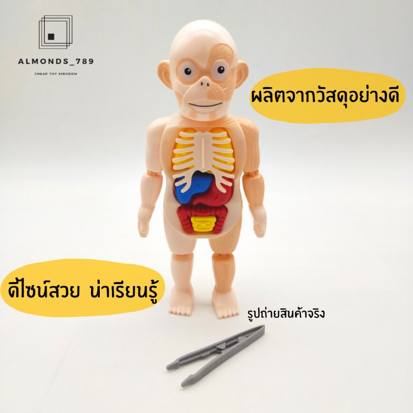 พร้อมส่งจากไทย-โมเดลอวัยวะร่างกายมนุษย์-3d-human-body-model-anatomy-ออกแบบสมจริงเหมาะแก่การเรียนรู้-w603