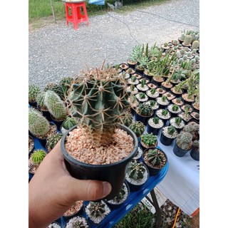 [ถูกสุด] Cactus เล็บเหยี่ยวแดง กระบองเพชร แคคตัส