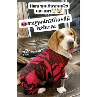 ภาพหน้าปกสินค้าHaru   ชุดเก็บขนสุนัขเเละเเมว ที่เกี่ยวข้อง
