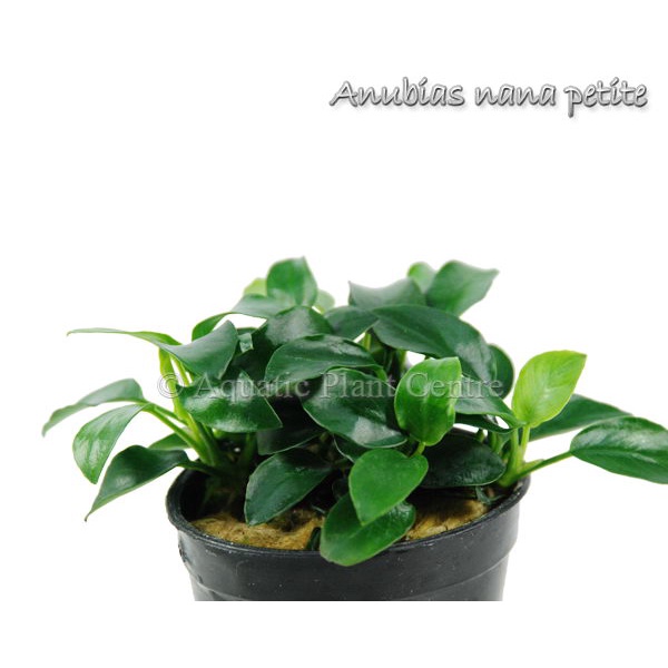 apc-anubias-nana-petite-อนูเบียสแคระ-ไม้น้ำ-aquatic-plants