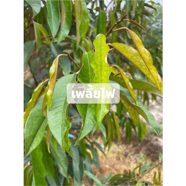 ดูโอ-เอนเนอจี-สารเพิ่มประสทธิภาพยาฆ่าแมลง-คุณสมบัติในการแพร่กระจาย-ดูดซึม-เคลือบผิวใบ-ขนาด-1-ลิตร
