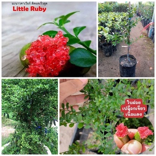 ต้นมะนาวนิ้วมือ กิ่งพันธุ์มะนาวคาร์เวีย Little Ruby  finger limeขนาด40-45 ซม.ต้นมะนาวคาเวียร์สีแดง Little Ruby