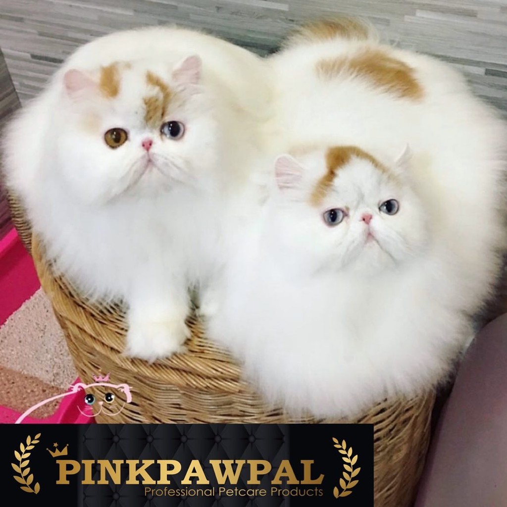 pinkpawpal-แชมพูขนขาว-นุ่ม-ขจัดคราบเหลือง-ปรับขนขาวสดใส-3-800ml-l5