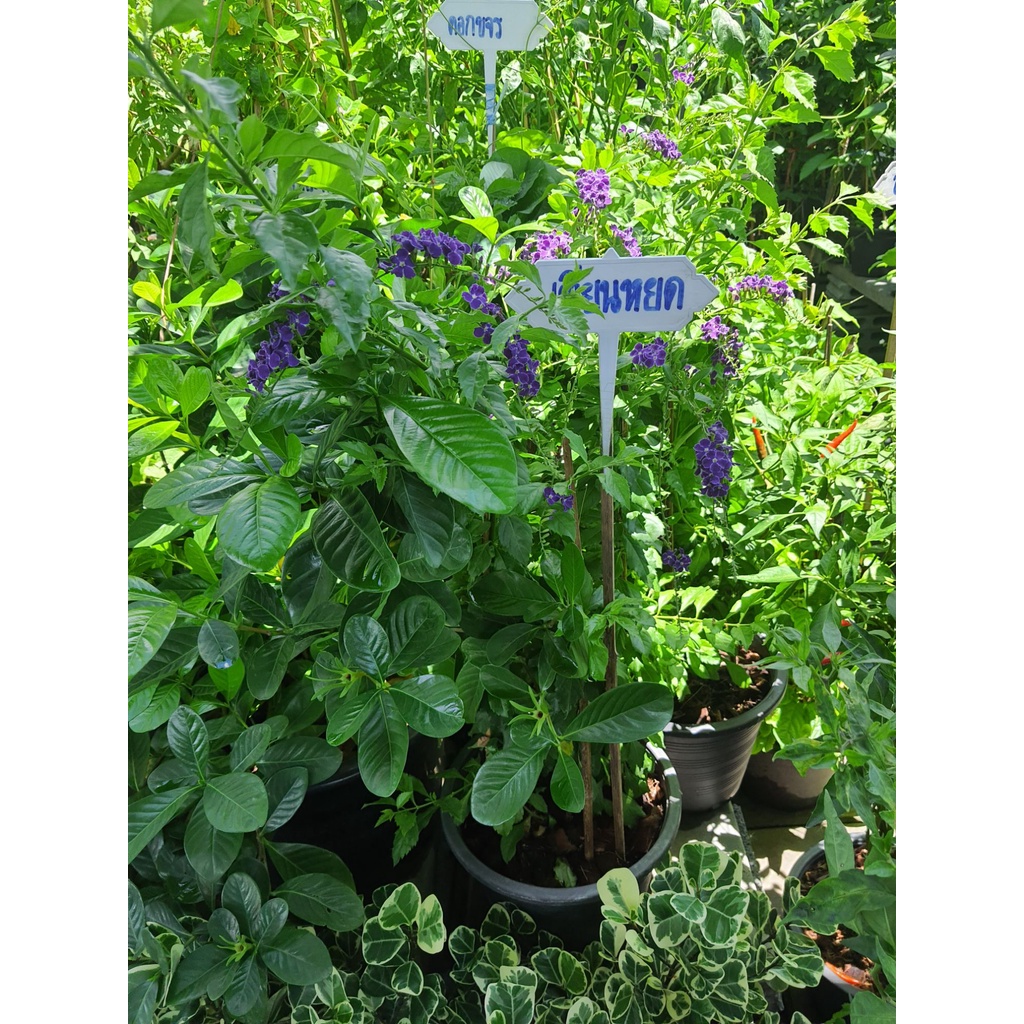 ต้นเทียนหยดญี่ปุ่น-duranta-erecta-ดอกสีม่วง-สูง30-50-cm-ส่งพร้อมกระถาง-8-นื้ว