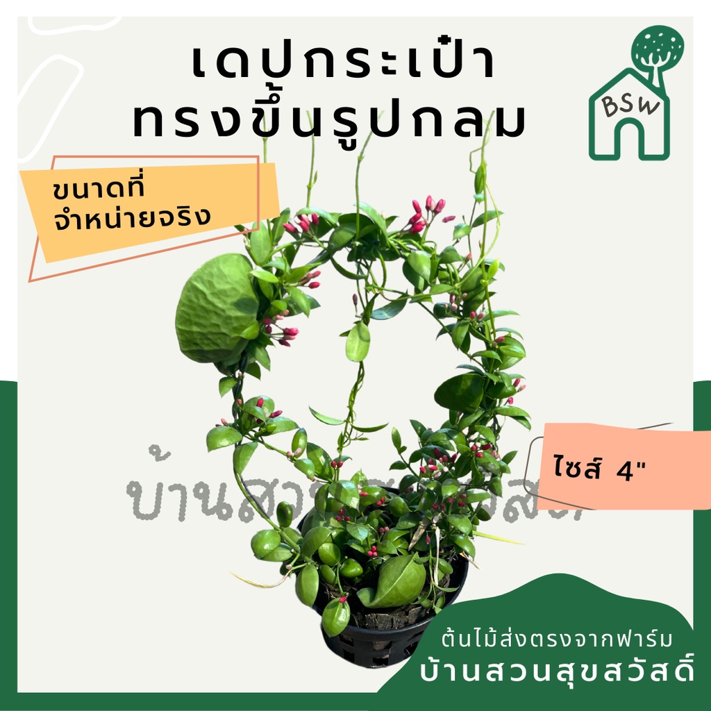 เดปกระเป๋า-เลื้อยวงกลม-กระถาง-4-นิ้ว