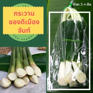 เช็ครีวิวสินค้า🪴 กระวาน,สมุนไพร,หน่อกระวาน,สดจากสวน 👩‍🌾 (3-4 หน่อ/กำ) สด🪴 สะอาด✨ กระวาน วัตถุดิบ หน่อกระวาน