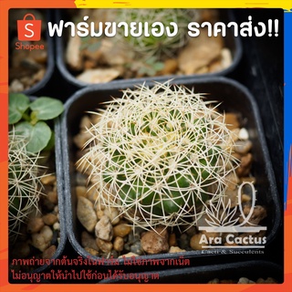 สวนขายเอง! ดิสโก้รังนก Discocactus araneispinus ไซส์กระถาง 2 นิ้ว แคคตัส กระบองเพชร ต้นไม้ประดับ อวบน้ำ แคนตัส ตะบองเพชร