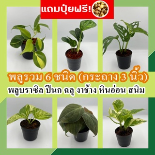 ภาพหน้าปกสินค้าแถมปุ๋ยฟรี! พลู 8 ชนิด กระถาง 3-4 นิ้ว🌱  พลูสนิม พลูฉลุ พลูด่าง พลูงาช้าง พลูหินอ่อน พลูปีกนก พลูแอปเปิ้ล ต้นไม้ฟอกอากาศ ที่เกี่ยวข้อง