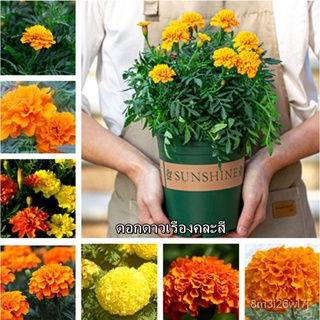 （เมล็ดพันธุ์ ถูก คละ）ประเทศไทย พร้อมสต็อก ดอกดาวเรืองคละสี Marigold Seeds บรรจุ 100 ​เมล็ดดอกไม้ ต้นไม้ประดับ เมล็ดพันธุ