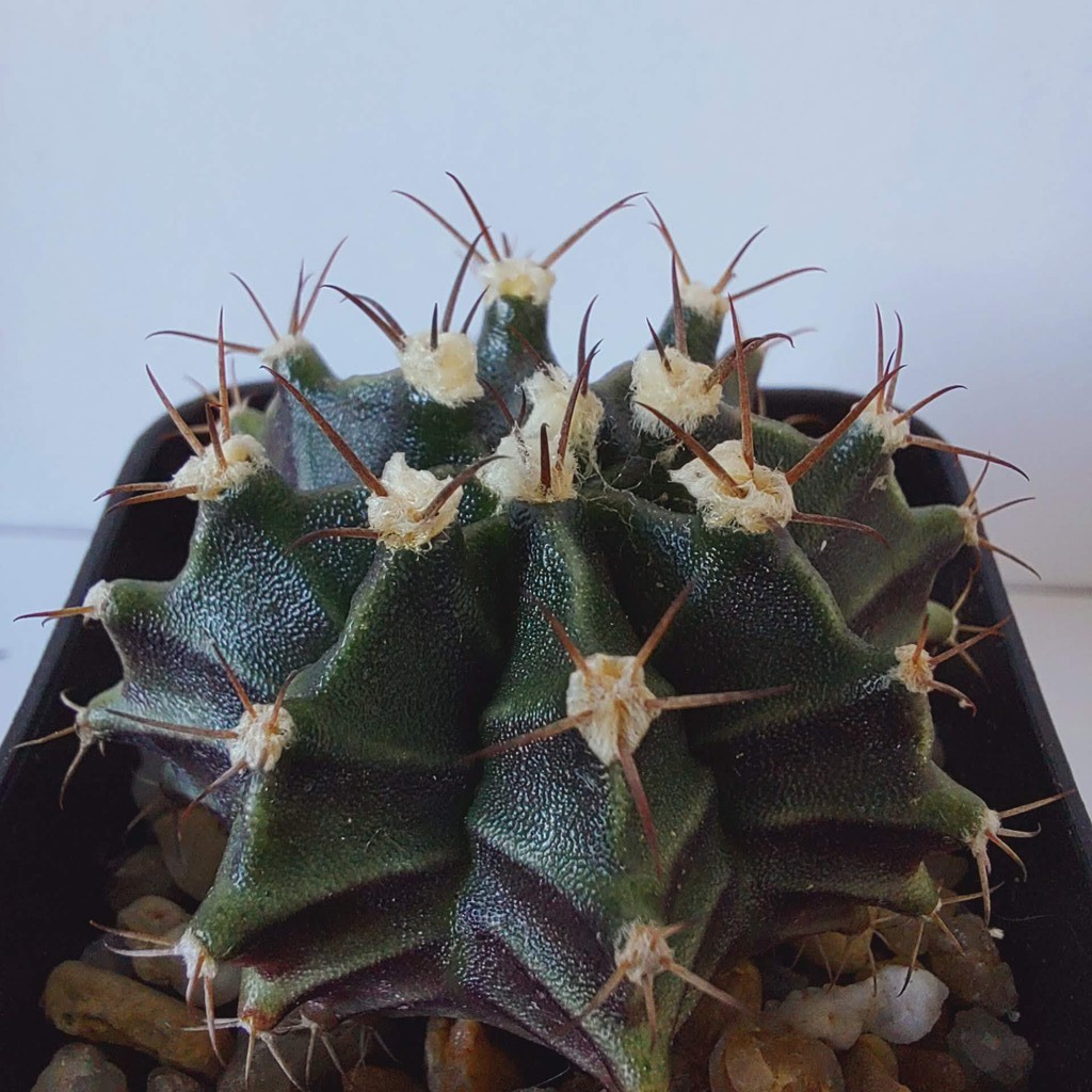 ยิมโน-กระบองเพชร-gymnocalycium-กระบองเพชร-แคคตัส