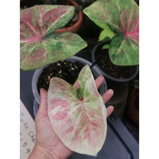 Caladium Hybrids บอนสีลูกไม้​ สีพลาสเทล​ บอนสีหวานๆ