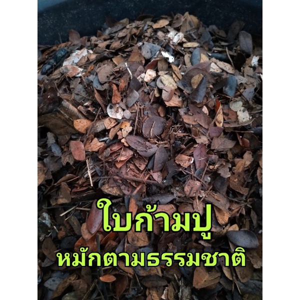 ภาพหน้าปกสินค้าใบก้ามปู ใบก้ามปูบดหยาบ ใบก้ามปูบดละเอียด 1กก จากร้าน prasit_sawatnatee บน Shopee