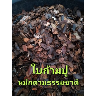 ภาพขนาดย่อของภาพหน้าปกสินค้าใบก้ามปู ใบก้ามปูบดหยาบ ใบก้ามปูบดละเอียด 1กก จากร้าน prasit_sawatnatee บน Shopee