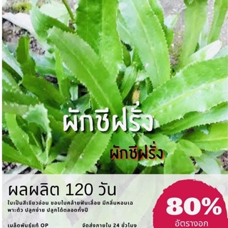 เมล็ดพันธุ์ ผักชีฝรั่มล็ด Parsley ผักชี (ซื้อ（นี่มันเมล็ดพืช ไม่ใช่พืช!）