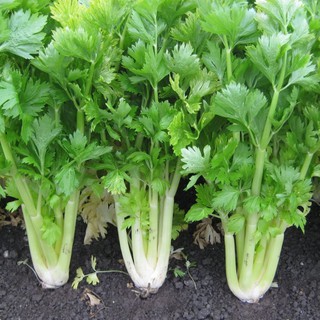 ภาพหน้าปกสินค้าคื่นฉ่ายยักษ์📌ถูกที่สุด10บ!!คื่นฉ่ายฝรั่ง 🌱เซเลอรี่ celery 100เมล็ด☘️มก้านอวบ ต้นใหญ่ ที่เกี่ยวข้อง