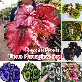 （เมล็ดพันธุ์ ถูก คละ）Good Quality บีโกเนีย Mixed Colors Begonia Plants Seeds (50 Seeds) Hosta Plantaginea Flower Seeds บ