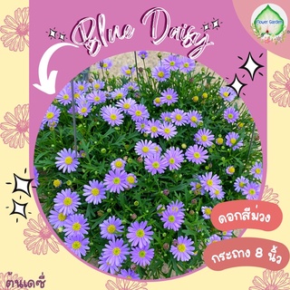 Flower garden F14 เดซี่ม่วง (Blue Daisy) สีม่วงน่ารัก กระถาง 8 นิ้ว จัดส่งทั้งกระถาง ติดดอกทุกต้น