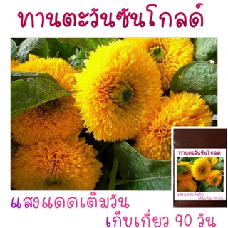 10 เมล็ด เมล็ดพันธุ์ ทานตะวันซันโกลด์ Sungold Sunflower