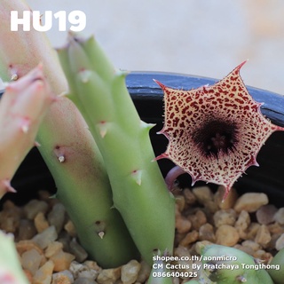 เก๋ง Huernia recondita (HU19) ตัดสด ยาว 15 เซนติเมตร
