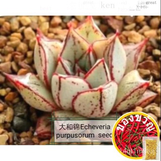 และจินเมล็ดEcheveria purpusorum 20 seeds succulent seed harvest 2021 fresh seedพืชเนื้อเมล็ด ในปีนี้เครื่องเก็บเกี่ยวพืช