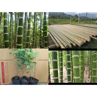 สินค้า ไผ่เก้าดาวยักษ์(Guadua aculeata) เป็นไผ่ที่แข็งแรงทีสุดในโลก ใช้งานได้หลากหลาย ต้นกล้าแข็งแรง พร้อมปลูก