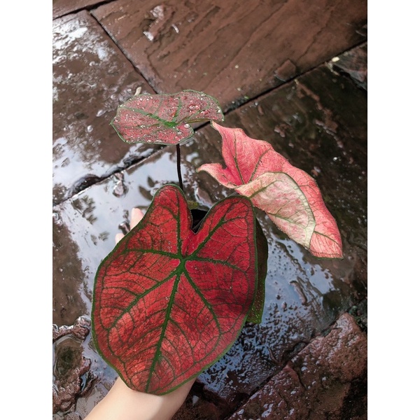 บอนบับเบิ้ล-แดงจัดๆ-caladium