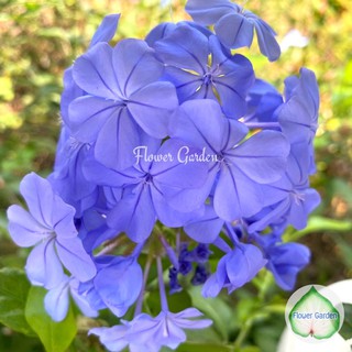 Flower garden F8 ต้นพยับหมอก Plumbago Blue ดอกสวย สีฟ้า ไม้พุ่มปลูกทำรั้วได้